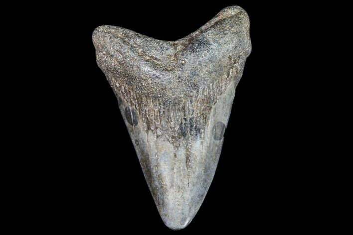 Juvenile Megalodon Tooth - Georgia #111617
